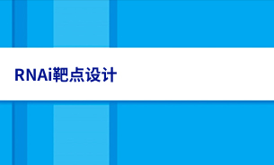 RNAi靶点设计